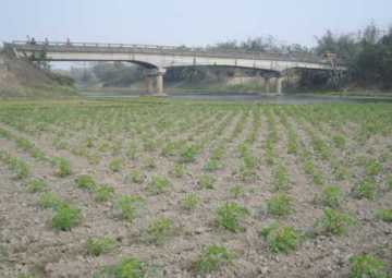 নদী হারাচ্ছে নাব্যতা, হচ্ছে ফসলের আবাদ